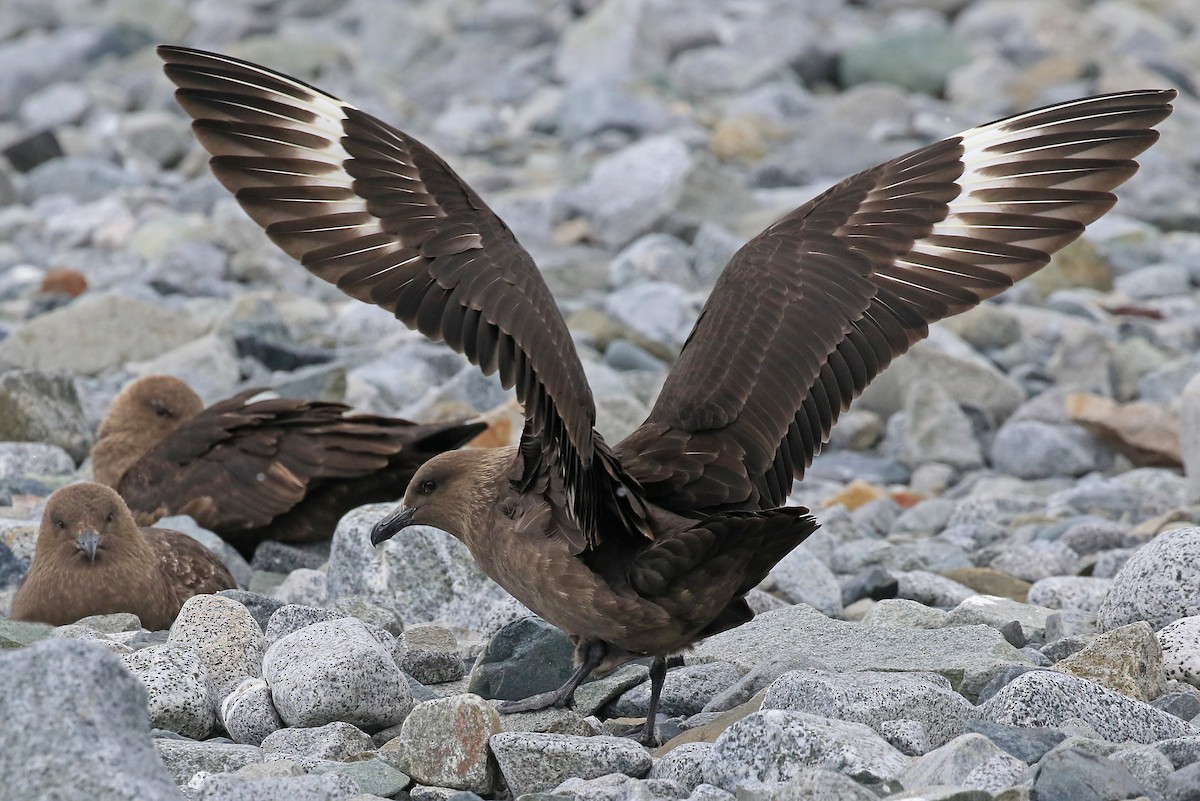 South Polar Skua - Phillip Edwards