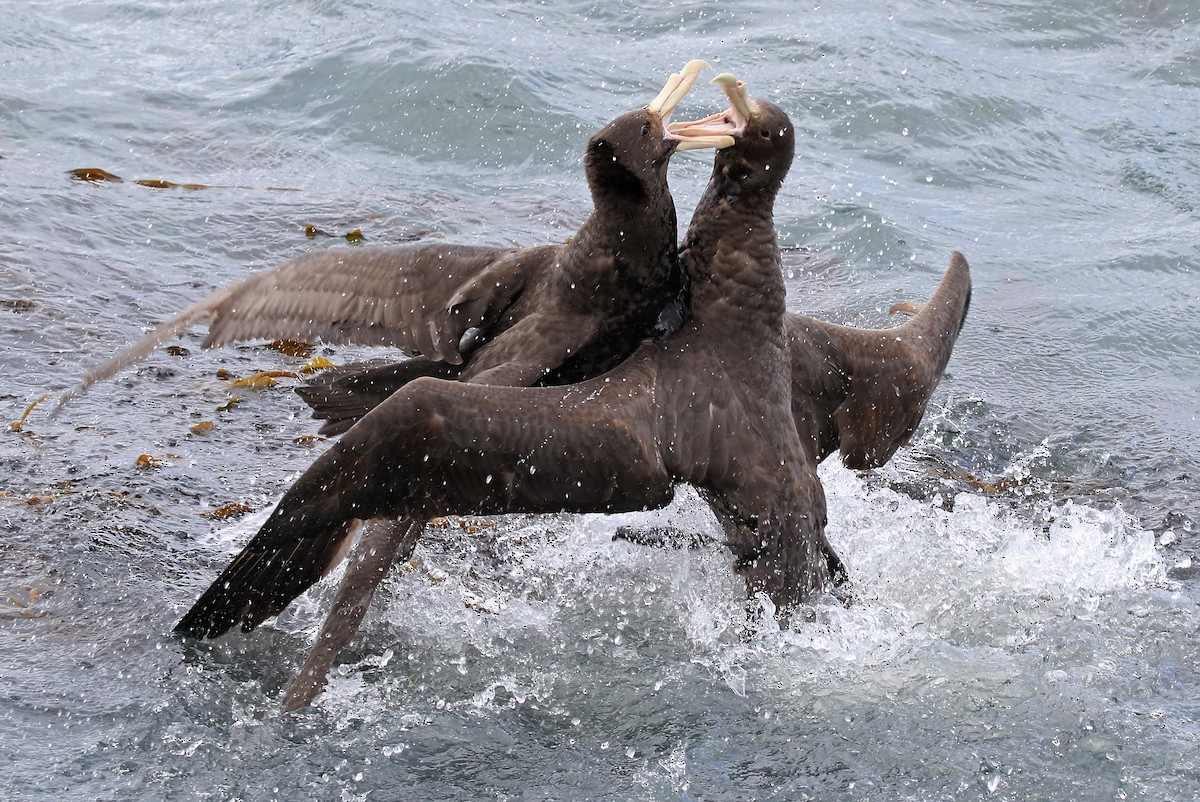 Southern Giant-Petrel - ML204862651