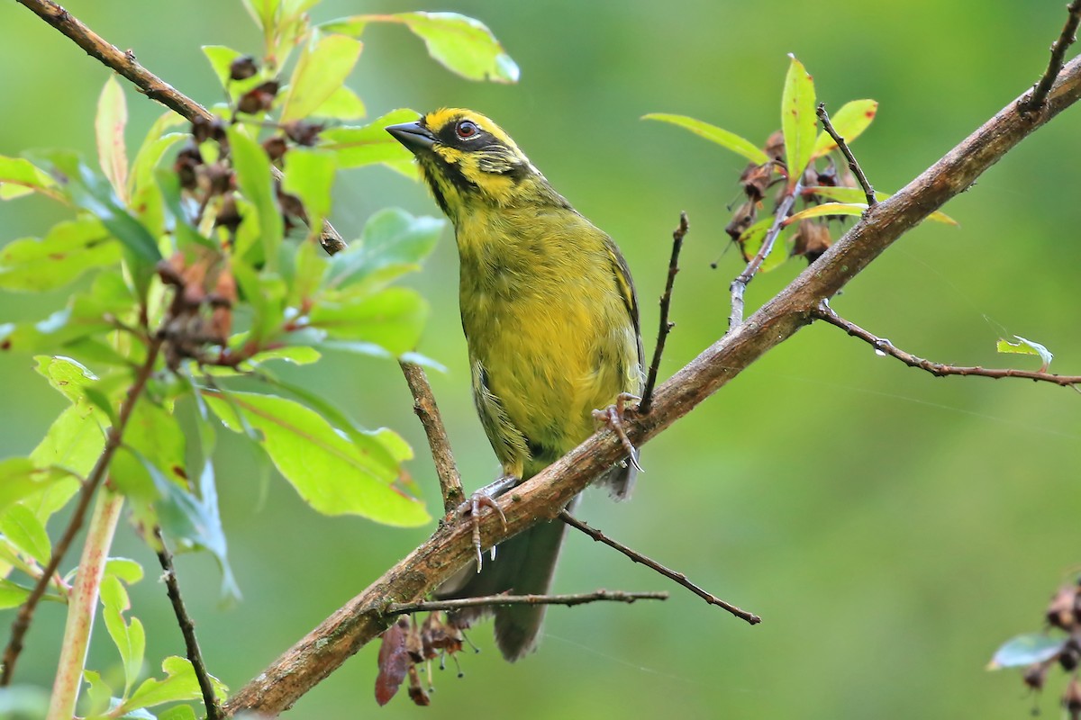 Yellow-striped Brushfinch - ML204862831