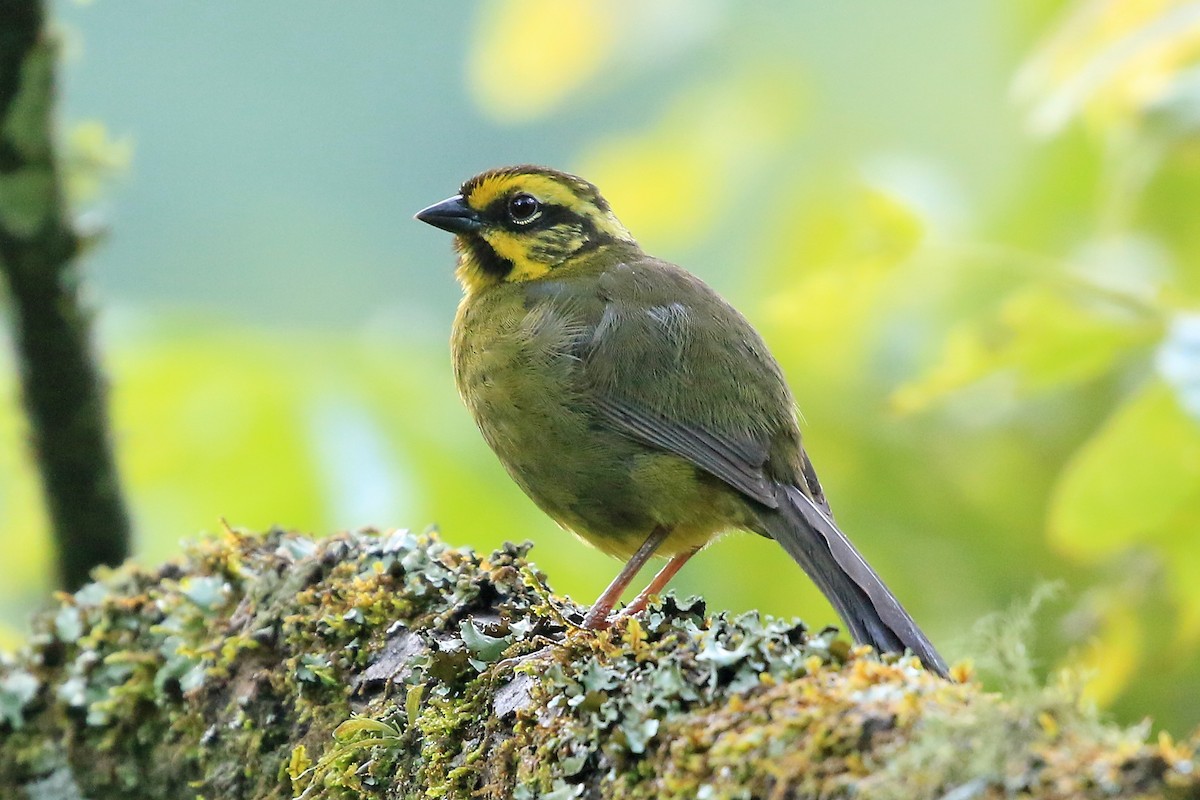 Yellow-striped Brushfinch - ML204862851