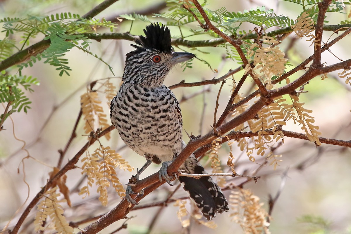 Barred Antshrike (Caatinga) - Phillip Edwards