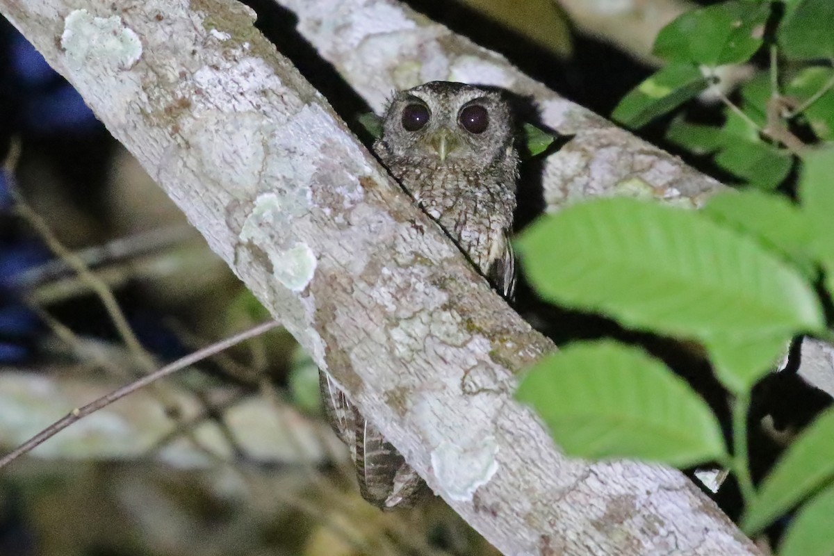 Black-capped Screech-Owl - ML204863071