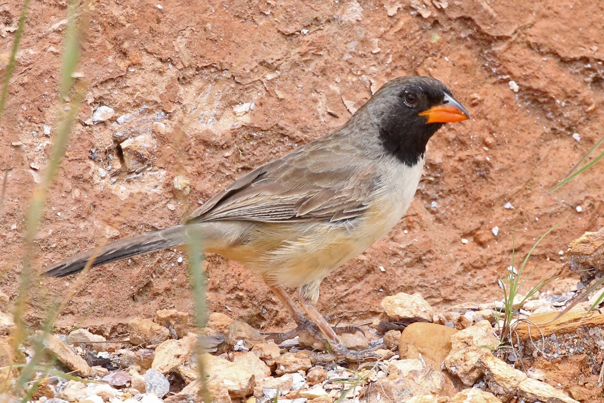 Black-throated Saltator - ML204863101