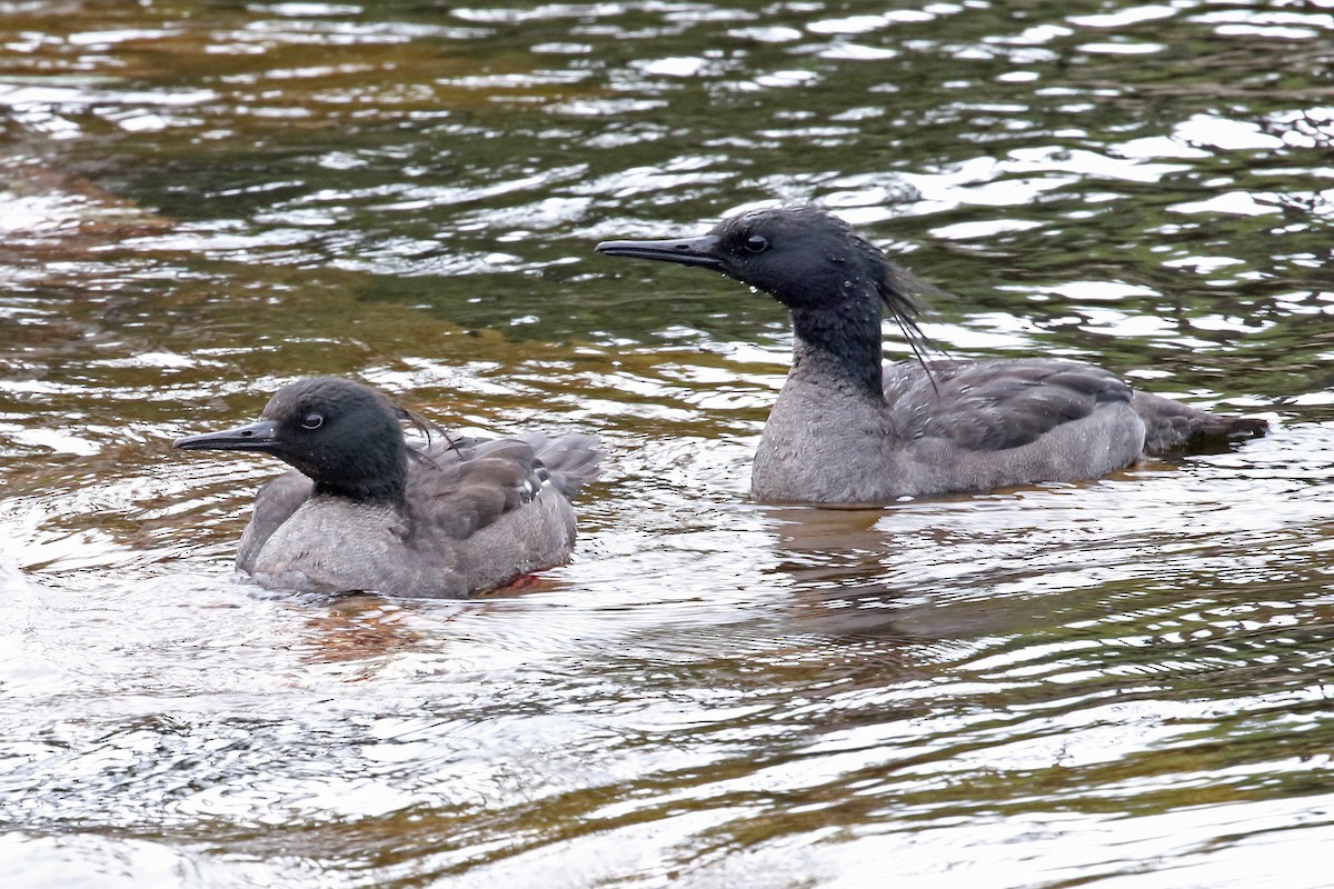 Brazilian Merganser - ML204863281