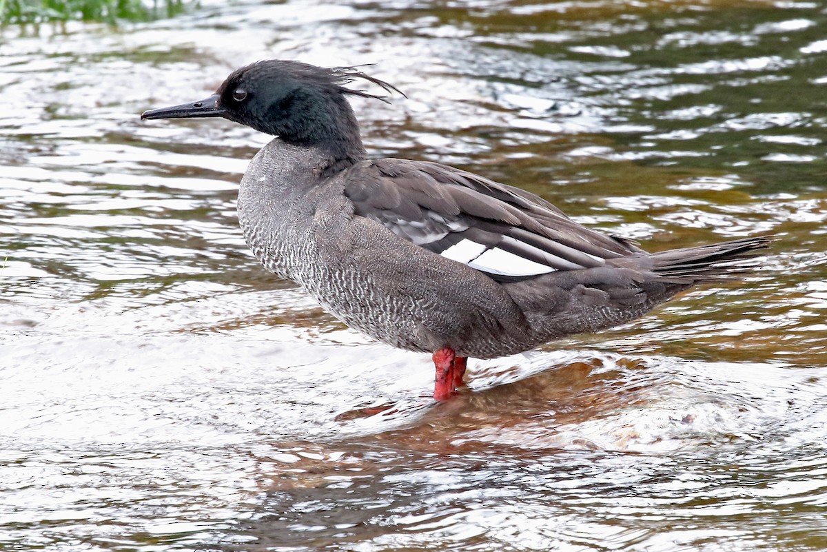 Brazilian Merganser - ML204863291