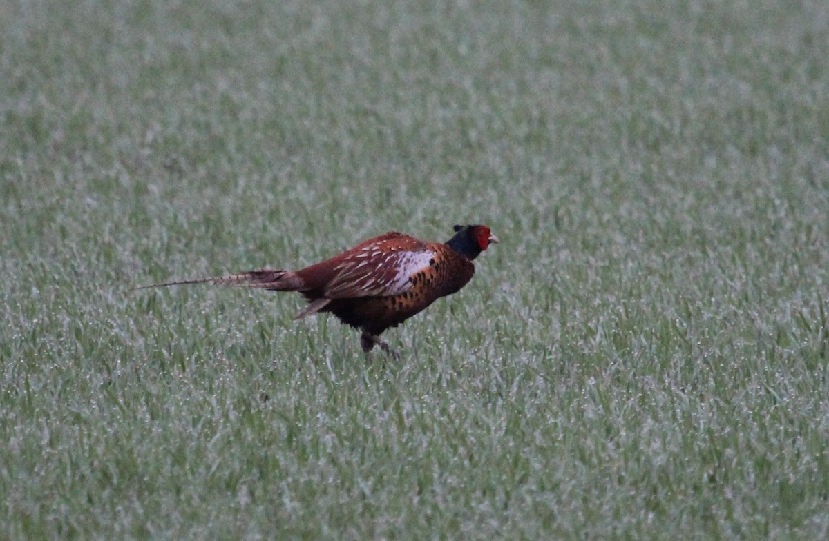 Ring-necked Pheasant - Luis Mario Arce