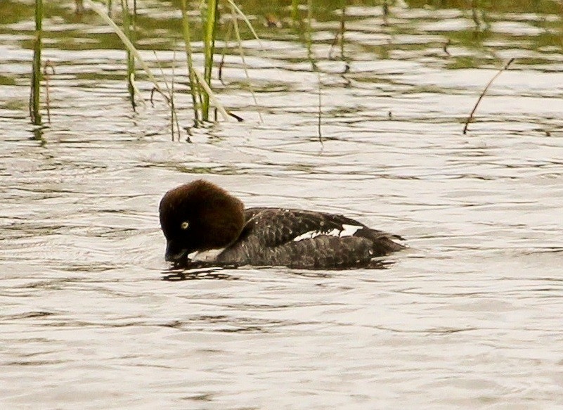 Common Goldeneye - Luis Mario Arce
