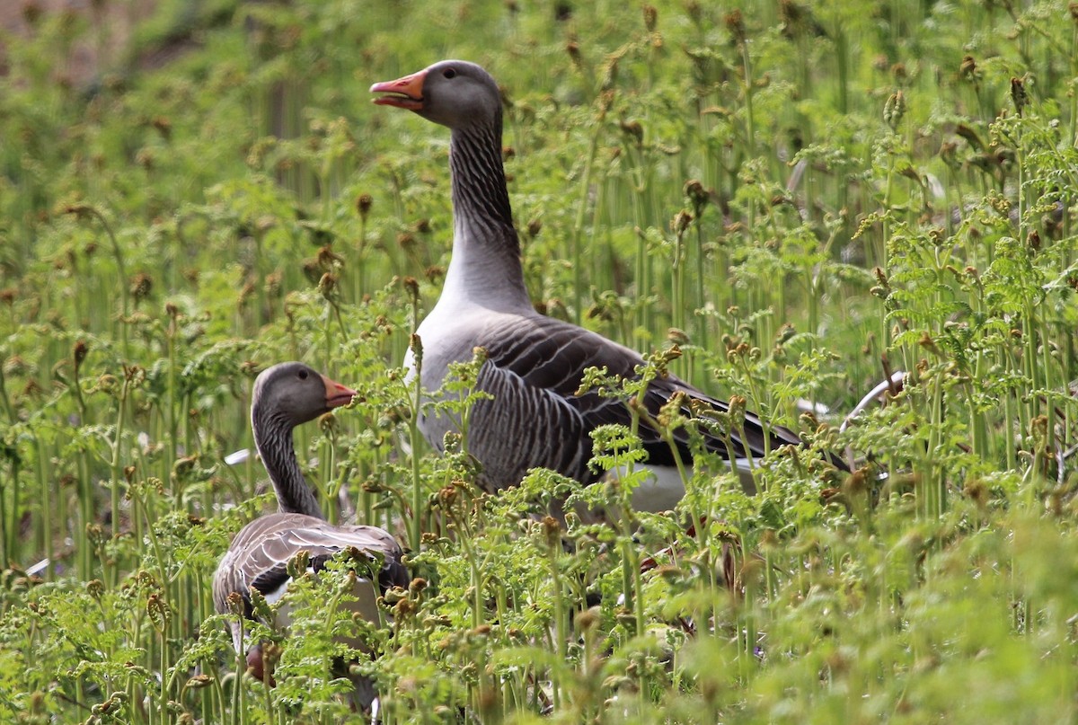 Graylag Goose (European) - Luis Mario Arce