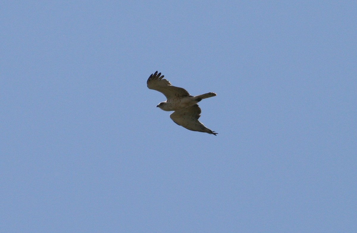 Short-toed Snake-Eagle - ML204863661