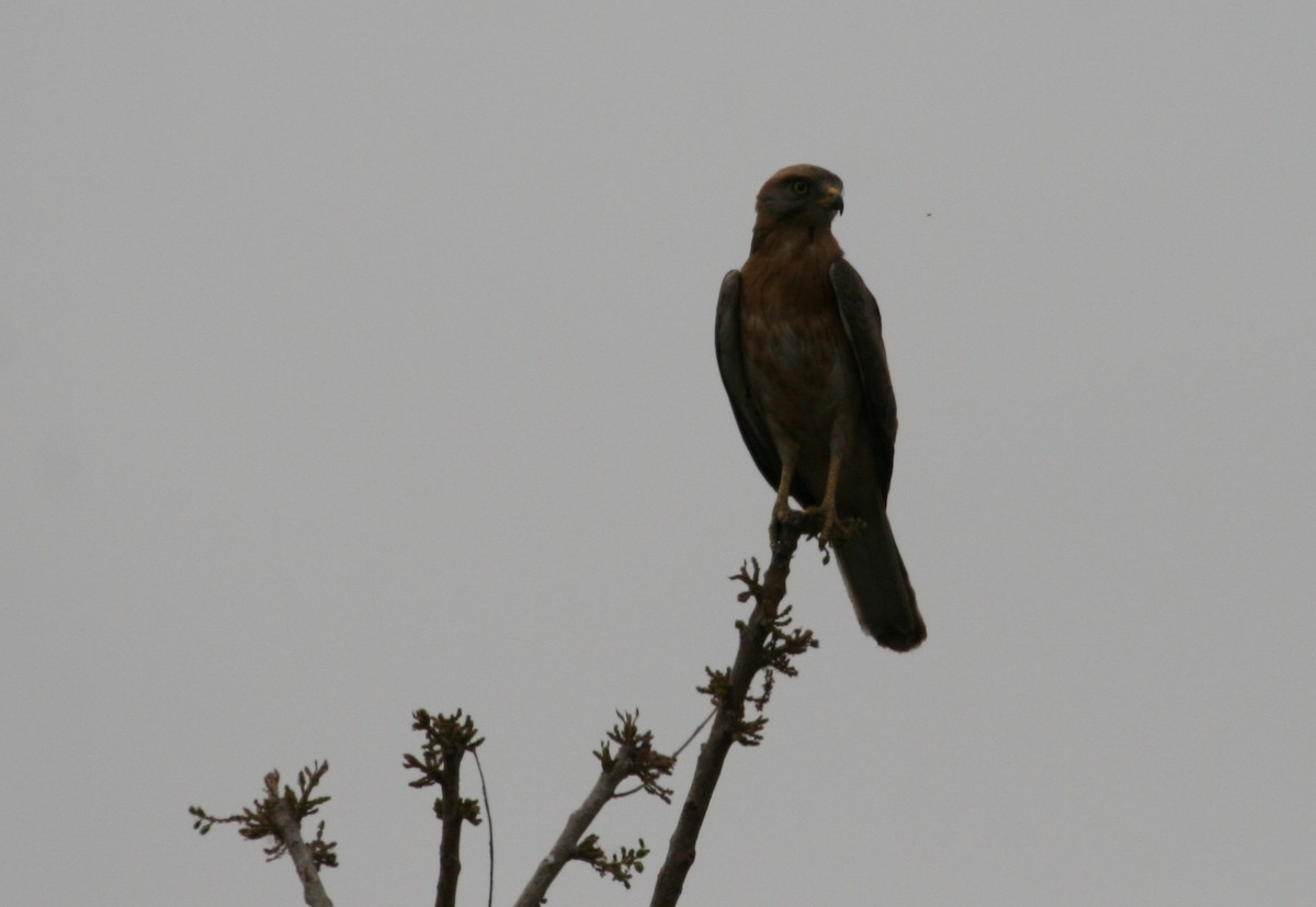 Grasshopper Buzzard - ML204863771