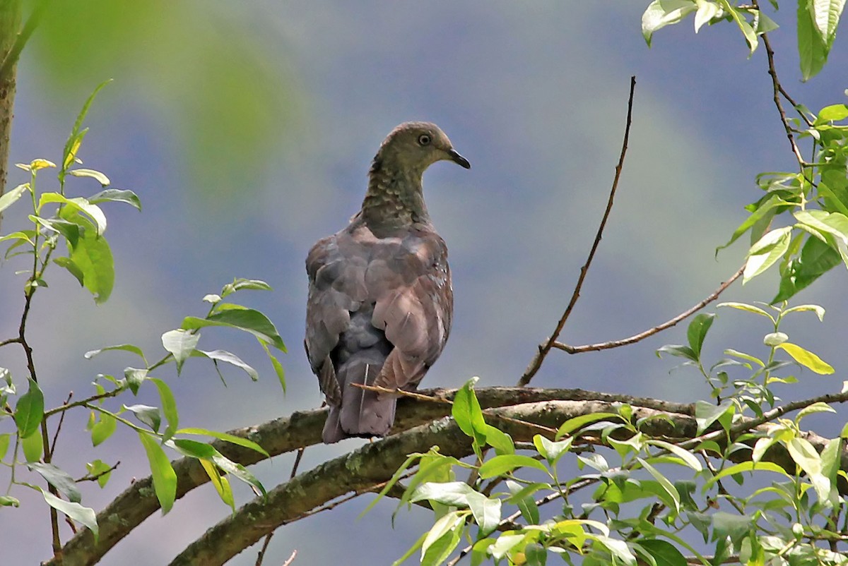 Rhododendrontaube - ML204864161