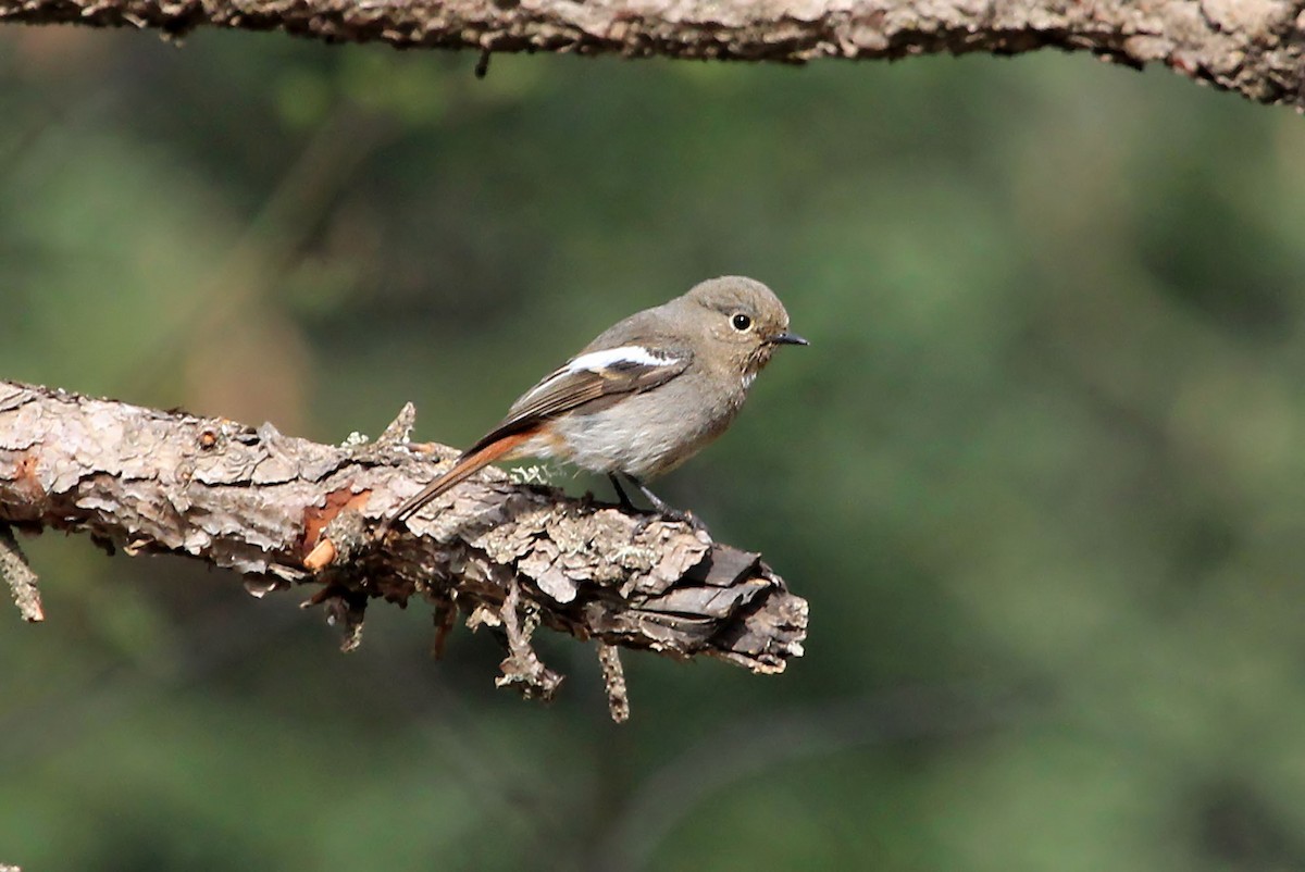 White-throated Redstart - Phillip Edwards