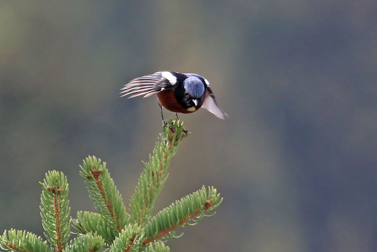 White-throated Redstart - Phillip Edwards