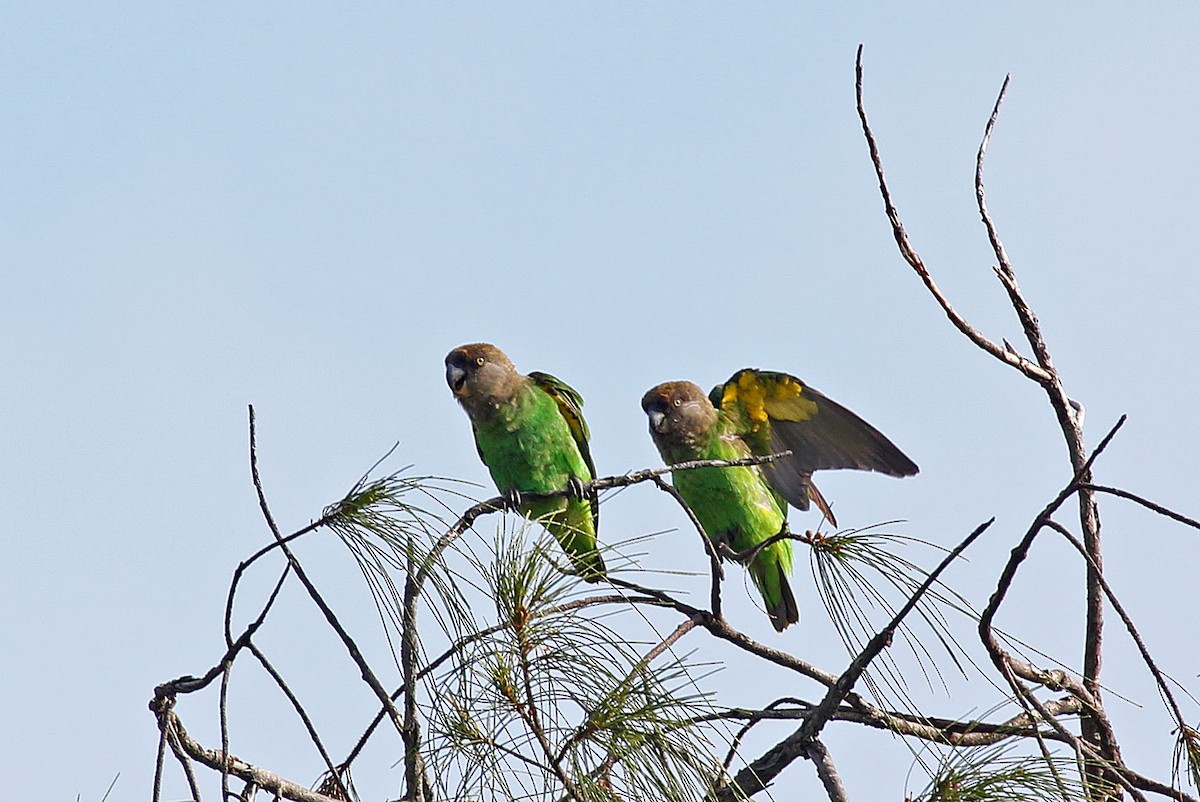 Brown-headed Parrot - Phillip Edwards