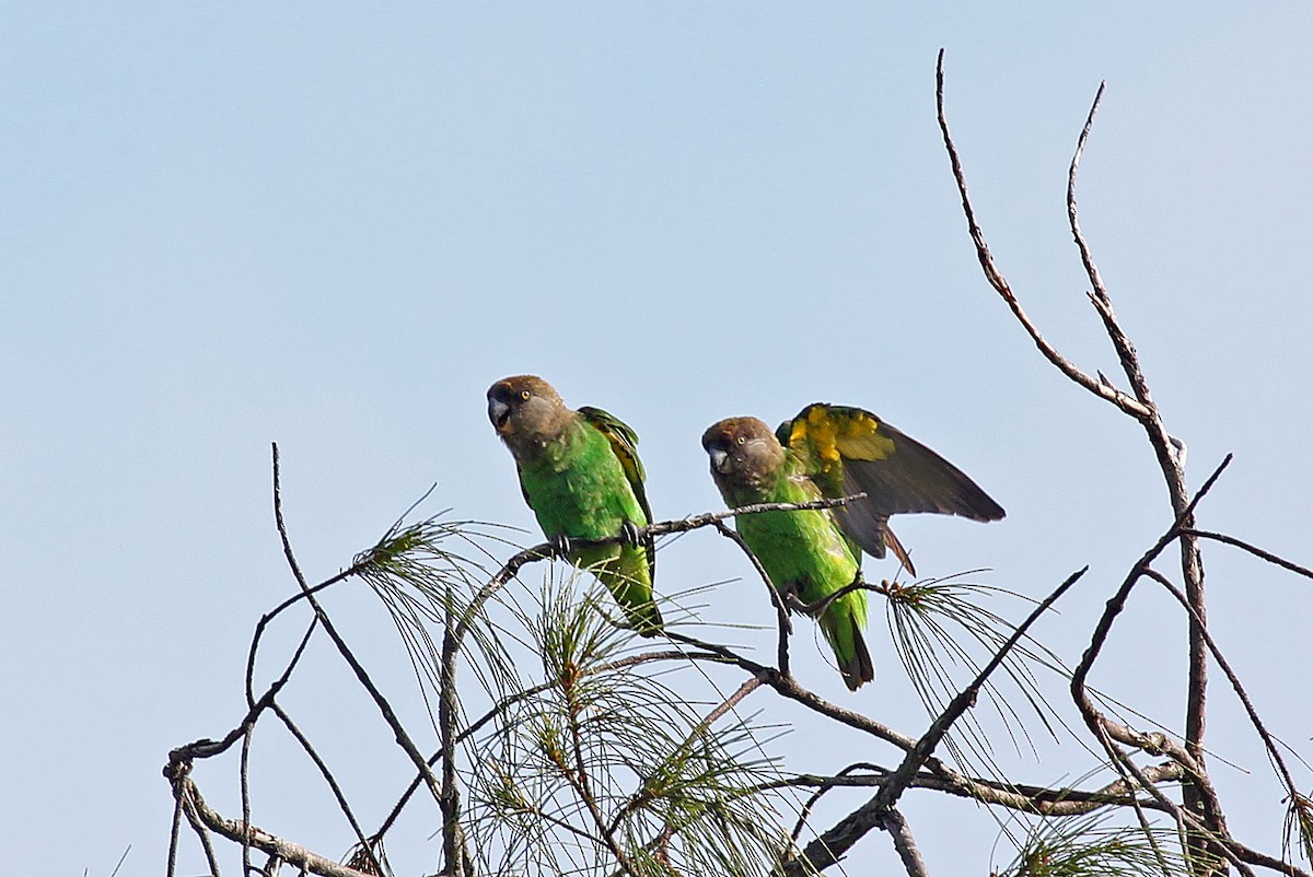 Brown-headed Parrot - ML204864301