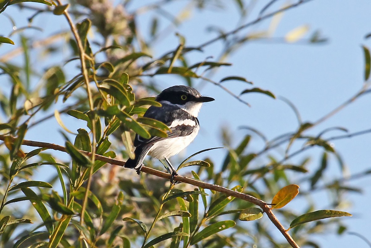 Pale Batis - ML204864371