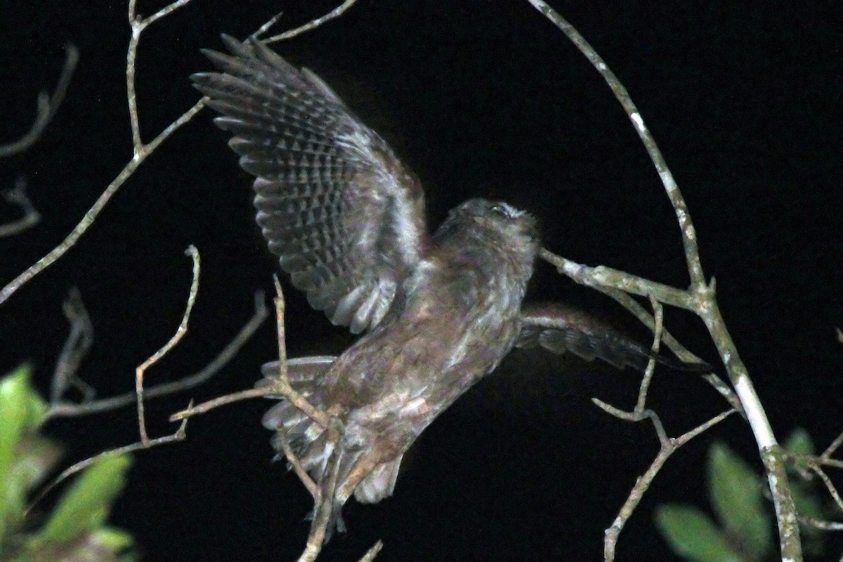 Pemba Scops-Owl - ML204864411