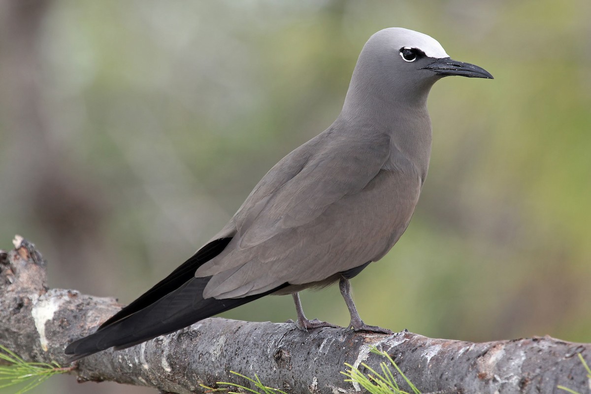 Brown Noddy - ML204864461