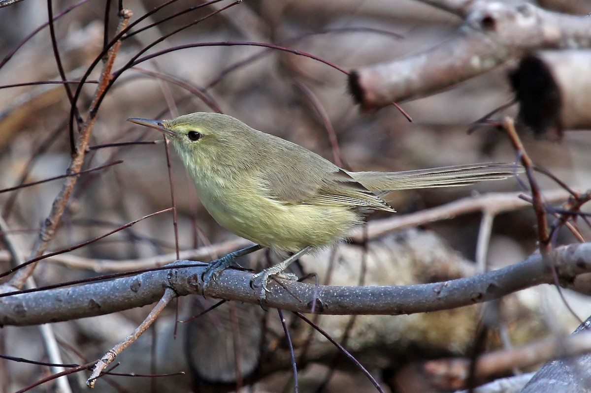 Rodrigues Warbler - Phillip Edwards