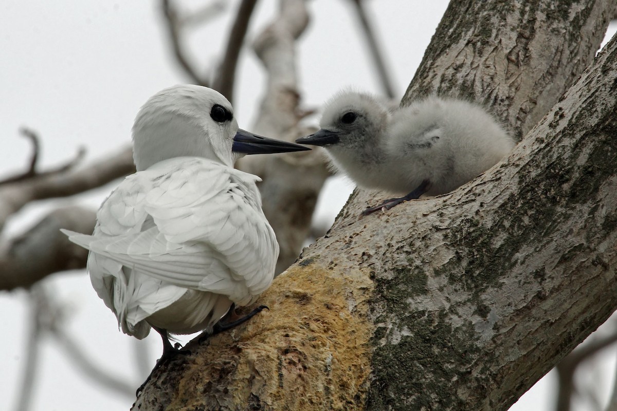 White Tern (Pacific) - ML204864621