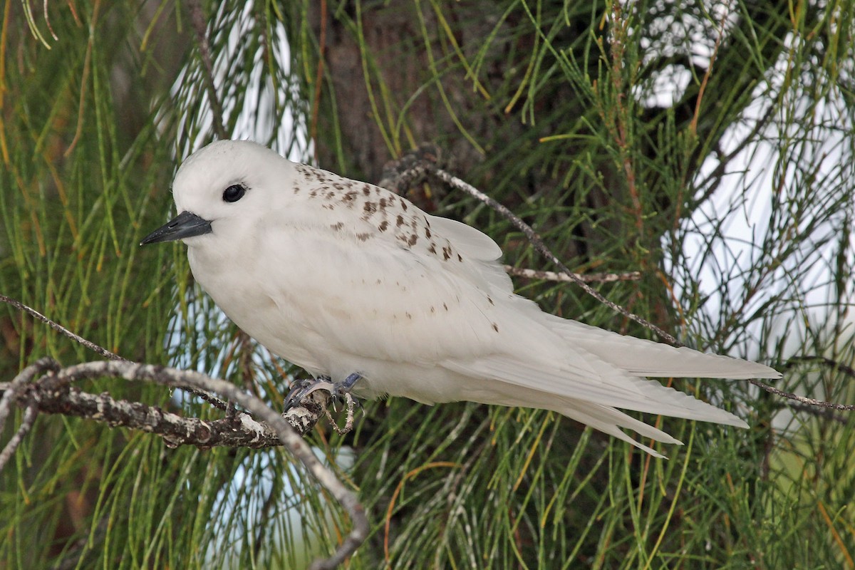 White Tern (Pacific) - ML204864631