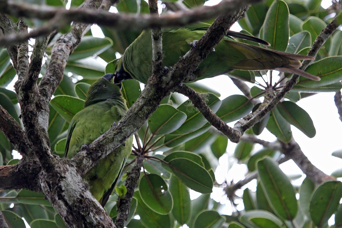 Echo Parakeet - ML204864641