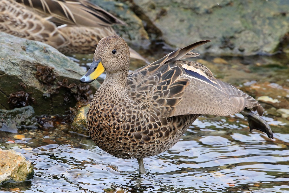 Yellow-billed Pintail (South Georgia) - Phillip Edwards