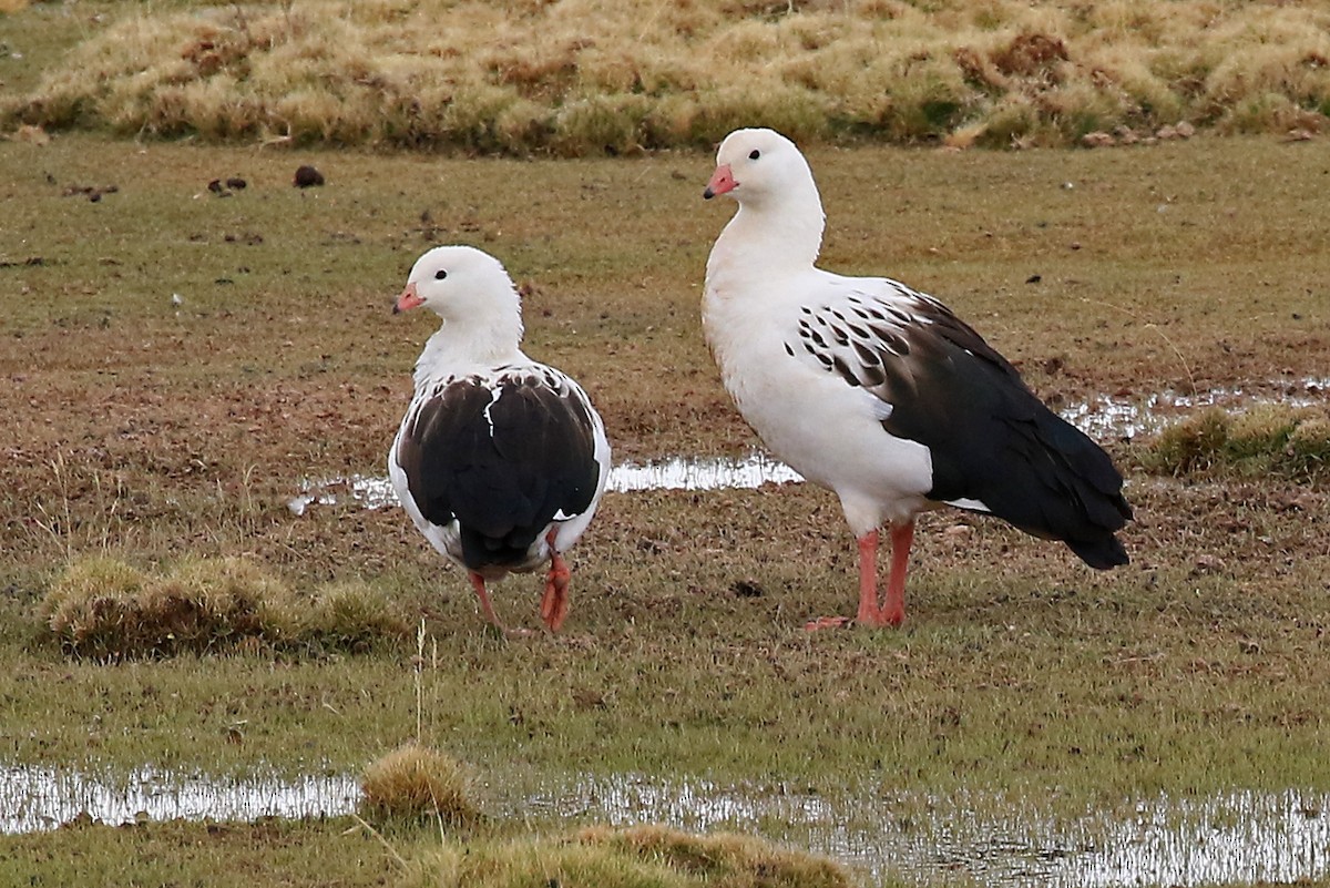 Andean Goose - ML204864831