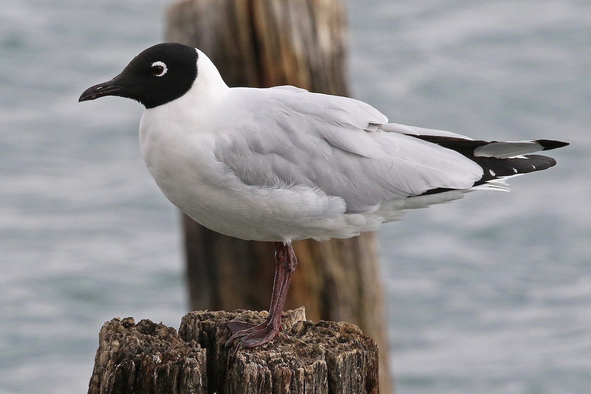 Andean Gull - ML204864851