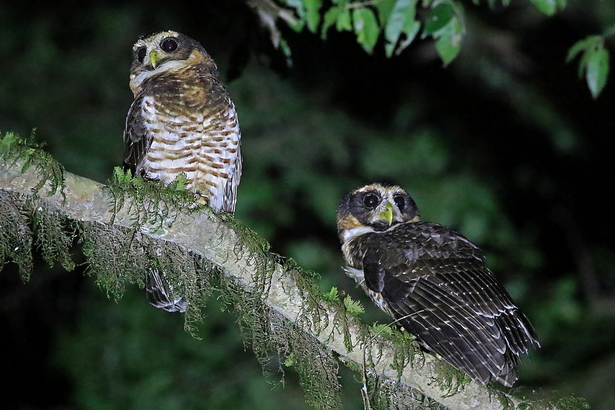 pulsatrix melanota Band-bellied Owl - Pulsatrix melanota - Media Search