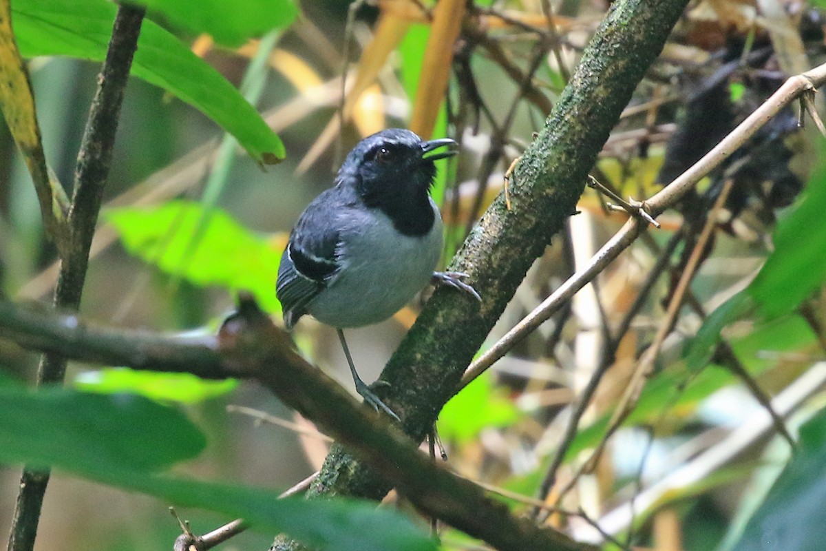 Black-faced Antbird - ML204864951