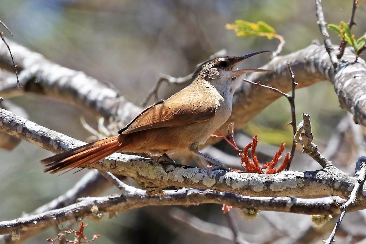 Bolivian Earthcreeper - Phillip Edwards