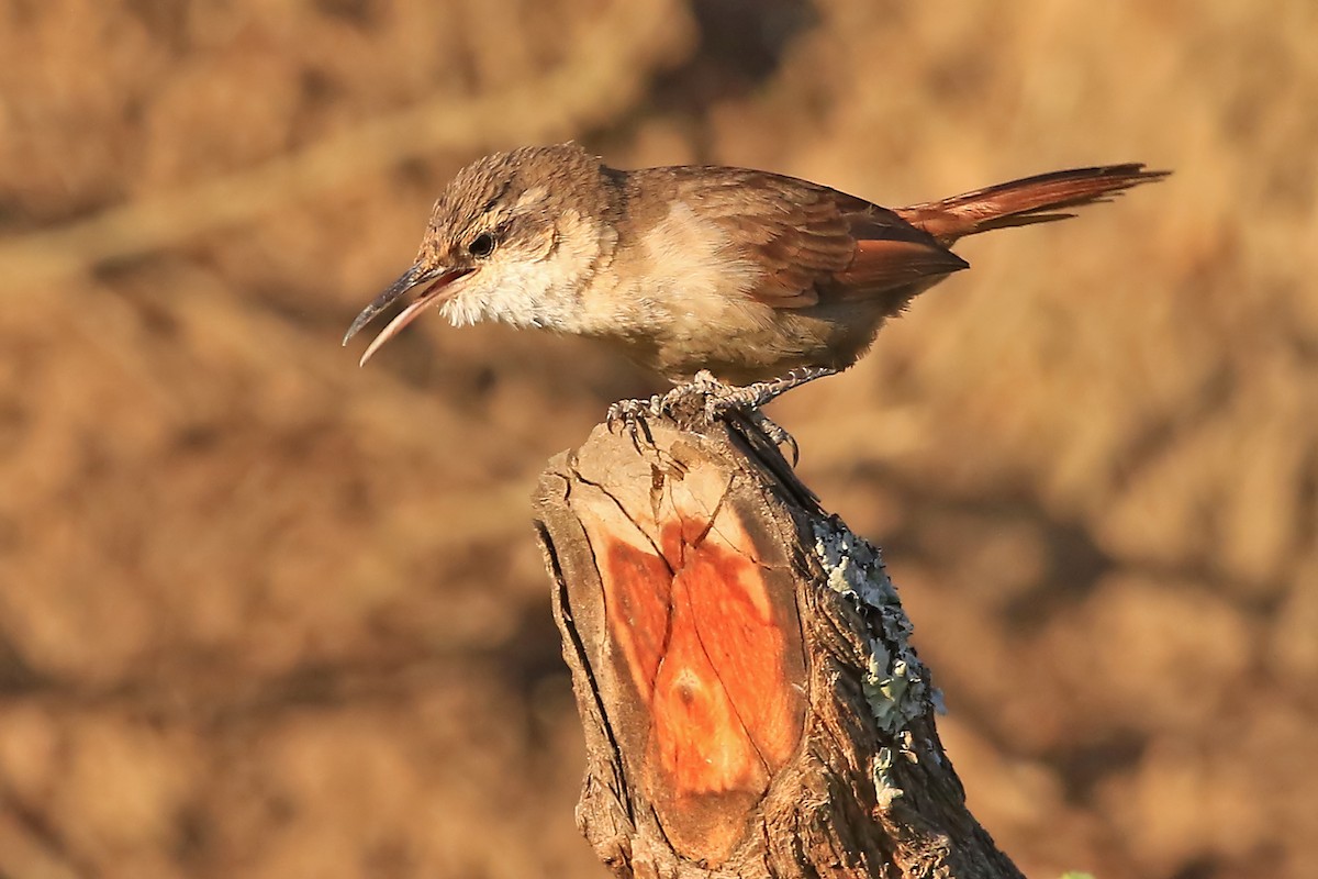 Bolivian Earthcreeper - Phillip Edwards