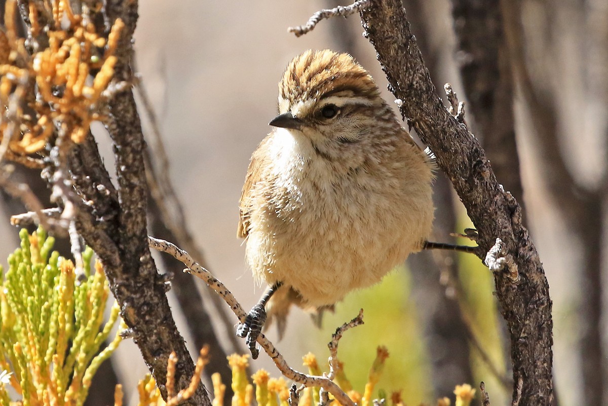 Plain-mantled Tit-Spinetail (berlepschi) - Phillip Edwards