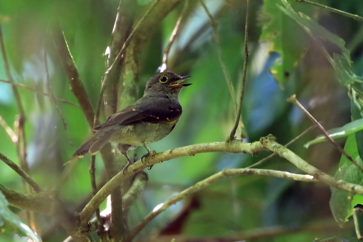 Cinereous Mourner - Phillip Edwards