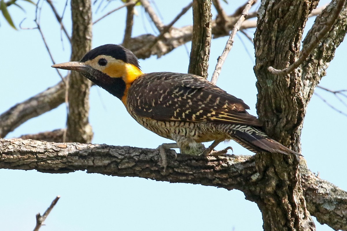 Пампасный дятел (campestris) - ML204865261