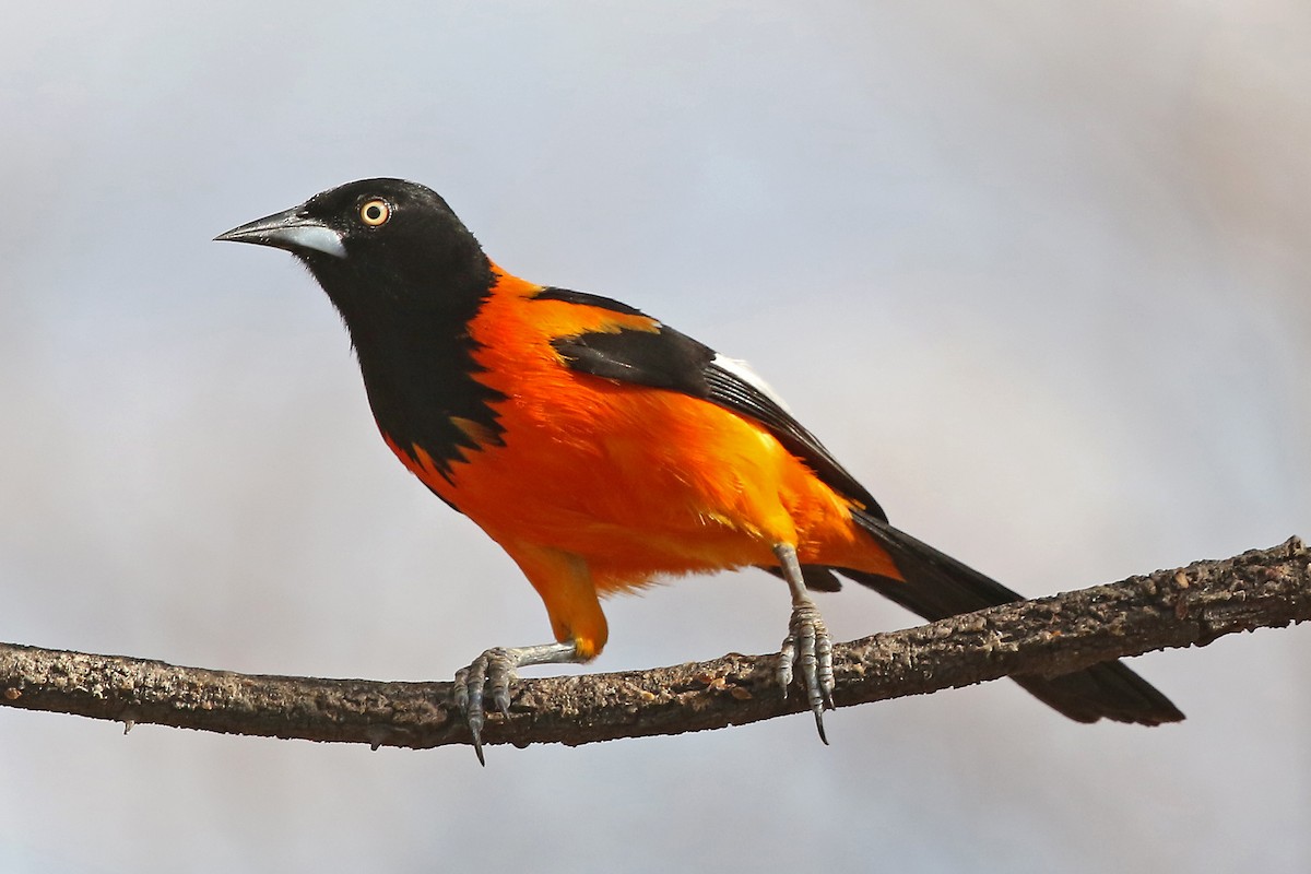 Campo Troupial - Phillip Edwards