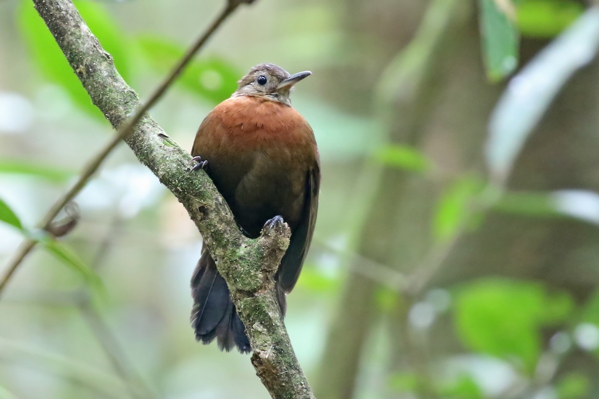 Rufous-breasted Leaftosser (Ceara) - Phillip Edwards
