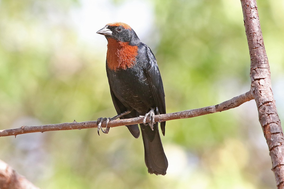 Chestnut-capped Blackbird - Phillip Edwards