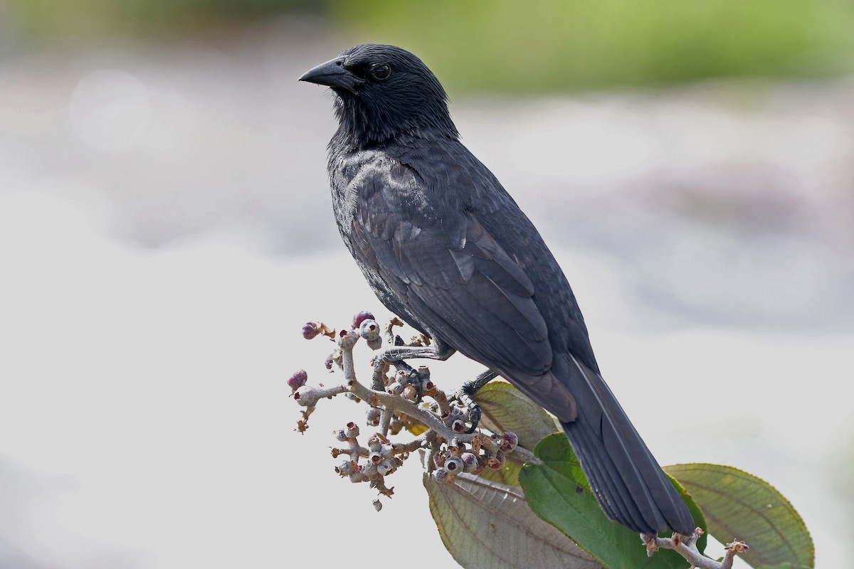 Chopi Blackbird - Phillip Edwards