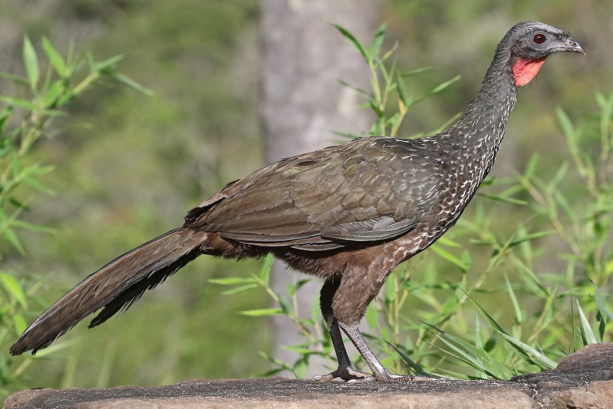 Dusky-legged Guan - Phillip Edwards