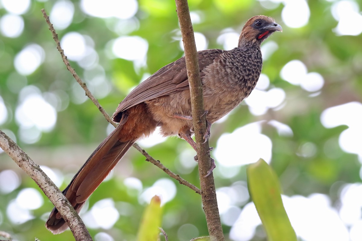 East Brazilian Chachalaca - ML204865671