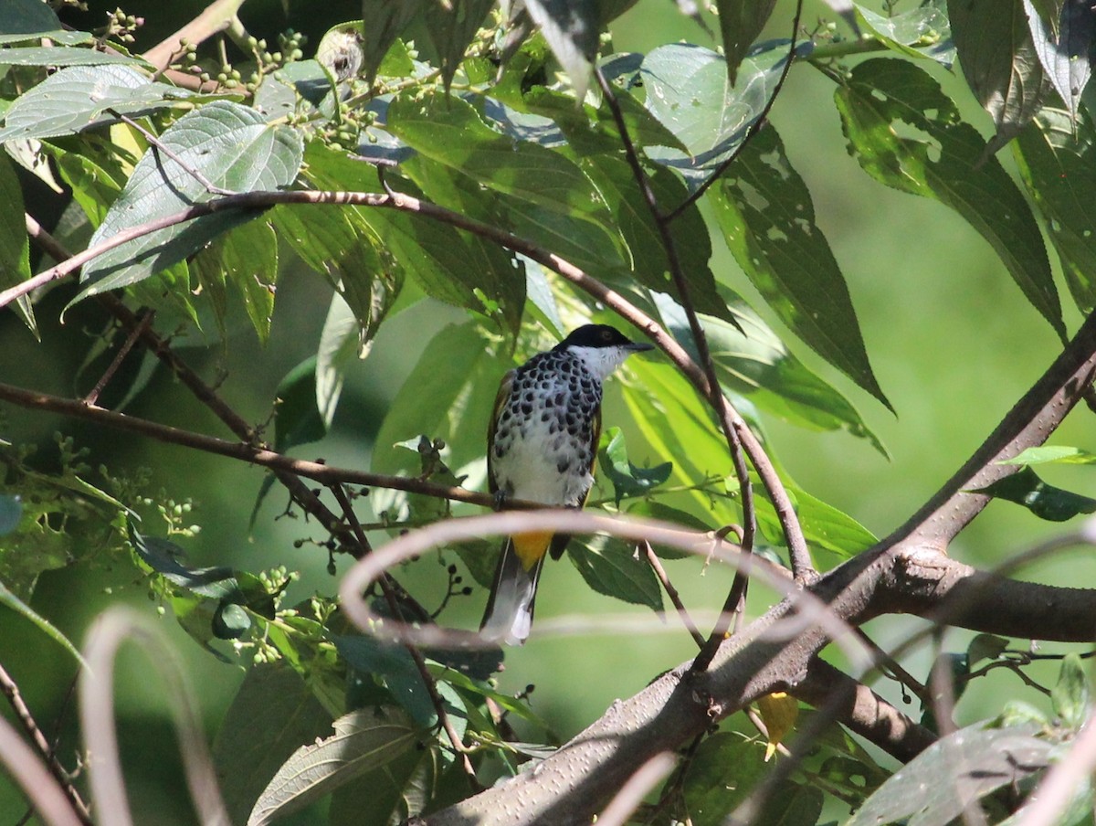 Scaly-breasted Bulbul - Luis Mario Arce