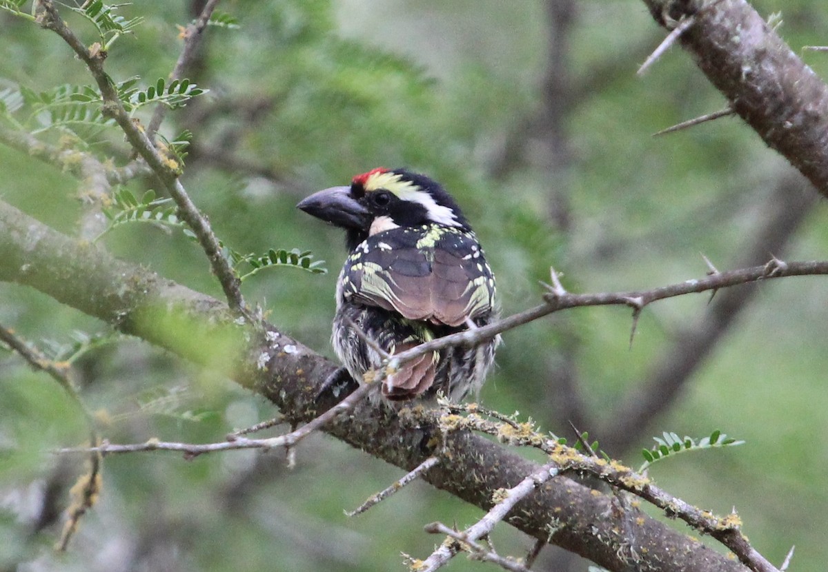 Pied Barbet - ML204866151