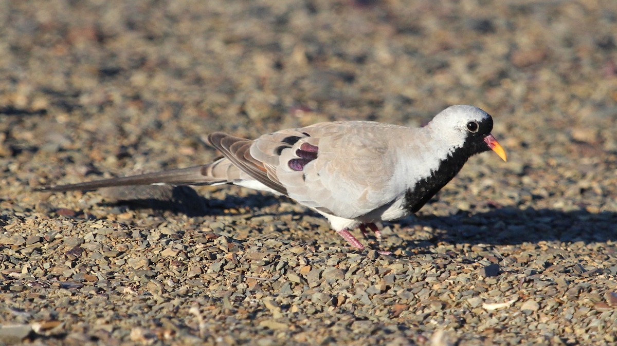 Namaqua Dove - ML204866261