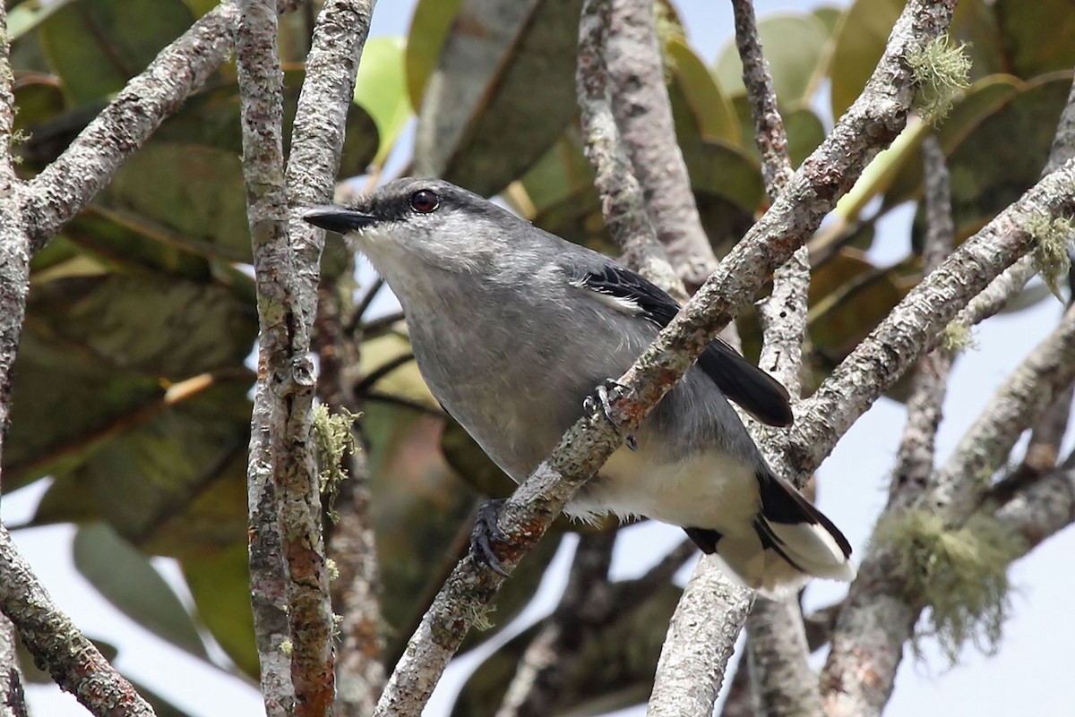 Mauritius Cuckooshrike - Phillip Edwards
