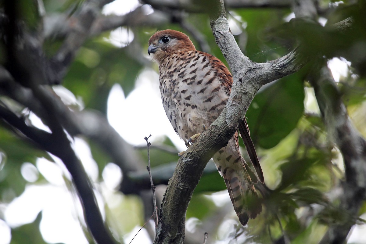 Mauritius Kestrel - ML204866491