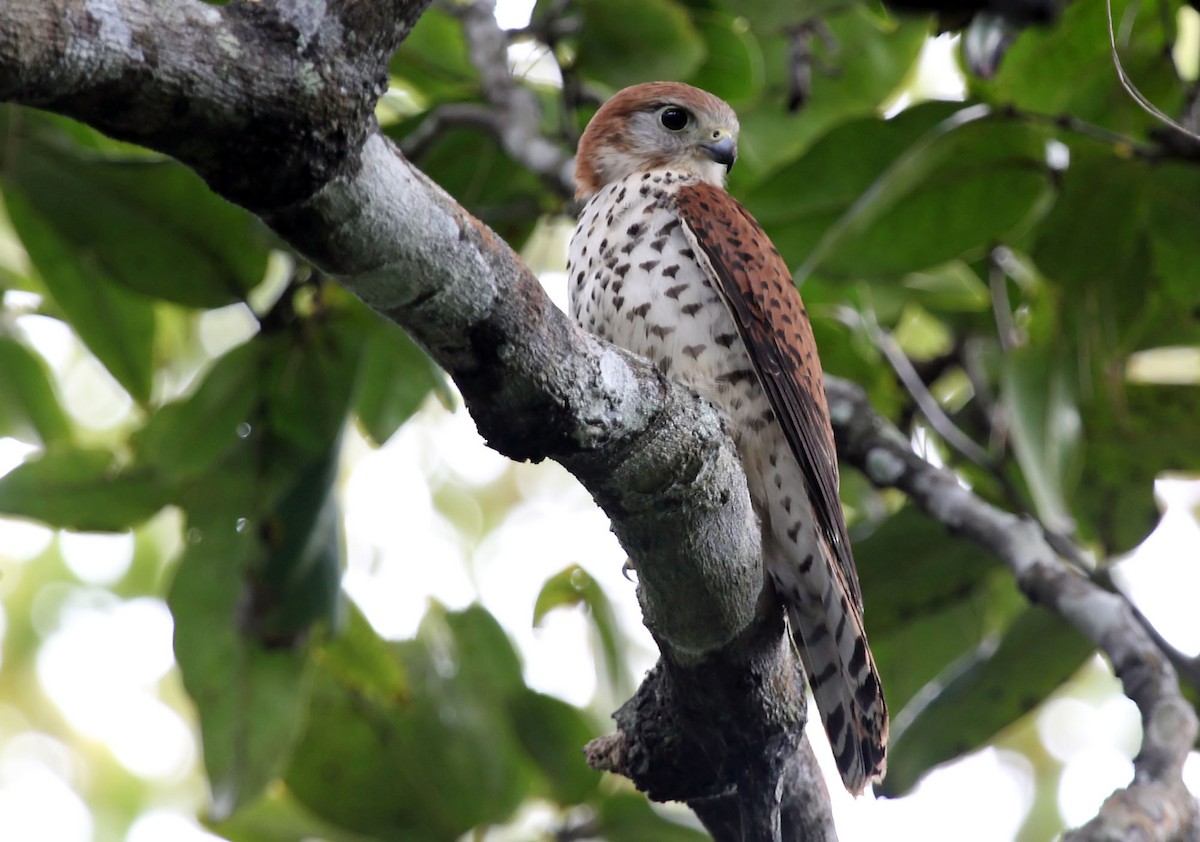 Mauritius Kestrel - ML204866501