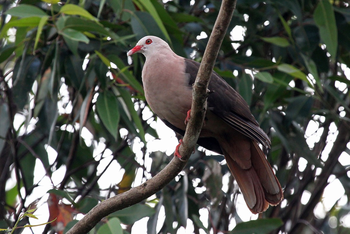Pink Pigeon - ML204866531