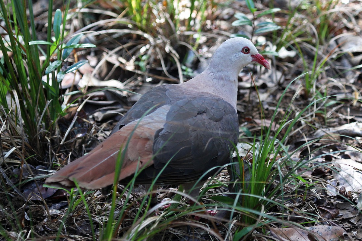 Pink Pigeon - ML204866541